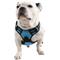 Show in main carousel: EliteField Padded Reflective No Pull Dog Harness, Blue, X-Large: 24 to 43-in chest slide 3 of 7
