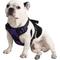 Show in main carousel: EliteField Padded Reflective No Pull Dog Harness, Purple, Large: 21 to 36-in chest slide 3 of 7