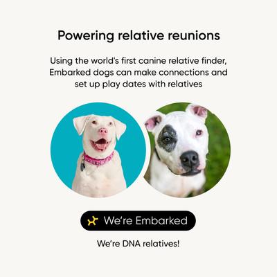 Show full view: Embark Breed & Health Dog DNA Test Kit slide 4 of 11