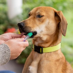 Embark Breed & Health Dog DNA Test Kit