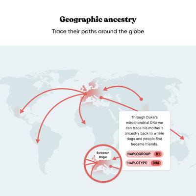 Show full view: Embark Breed Identification Dog DNA Test Kit slide 6 of 11