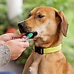 Show in main carousel: Embark Purebred Breed ID & Health Dog DNA Test Kit slide 8 of 10