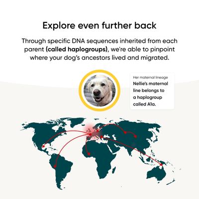 Show full view: Embark Purebred Breed ID & Health Dog DNA Test Kit slide 4 of 10