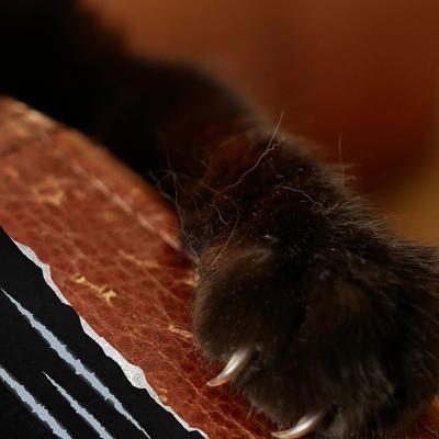 Show full view: Emmy's Best Pet Products Stop the Scratch Max Strength Cat Scratch Deterrent Spray, 8-fl oz bottle slide 7 of 9