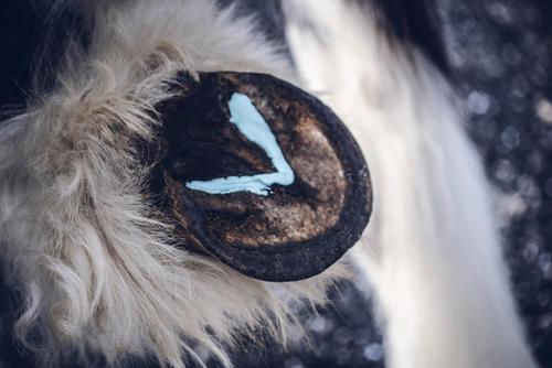 Show full view: Equiderma Horse Thrush & Whiteline Treatment, 16-oz jar slide 3 of 3