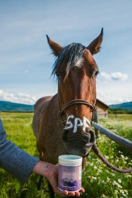 Show full view: Equiderma Zinc Oxide Horse Sunscreen & Skin Care Paste, 16-oz jar slide 2 of 3
