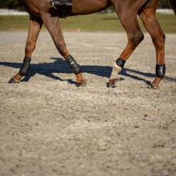 Equinavia Asgardian Ankle Horse Boots, Black, Warmblood slide 2 of 9