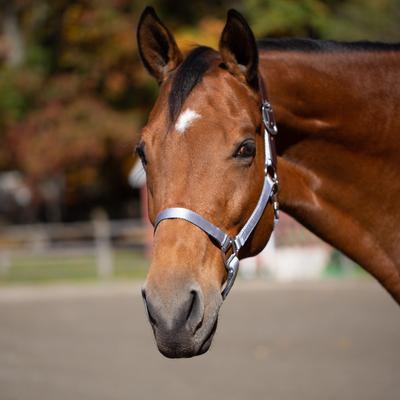 Show full view: Equinavia Loki Horse Breakaway Halter, Silver Sconce Gray, Horse slide 3 of 5
