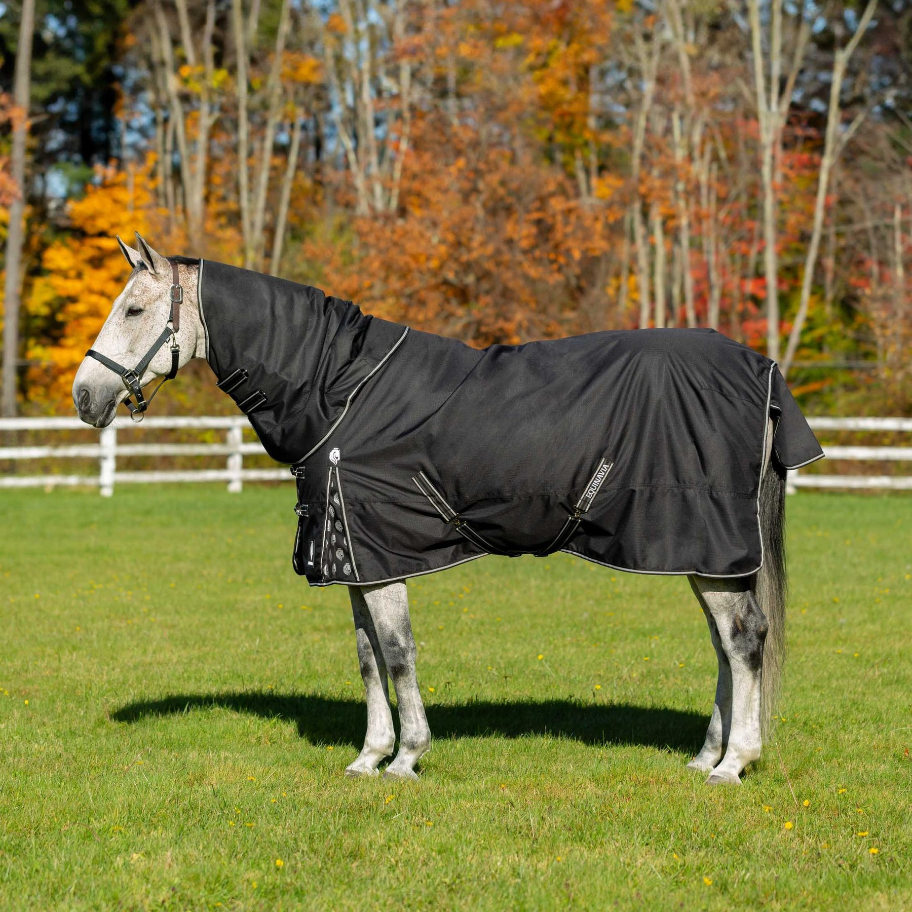 Equinavia Norse Lightweight 100-g Horse Turnout Blanket, Black, 72-in