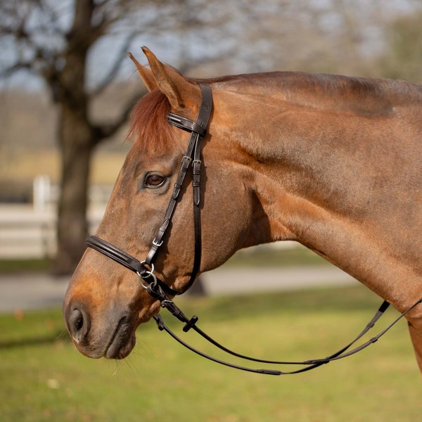 Show full view: Equinavia Saga Bitless Horse Bridle, Chocolate Brown, Horse slide 1 of 2