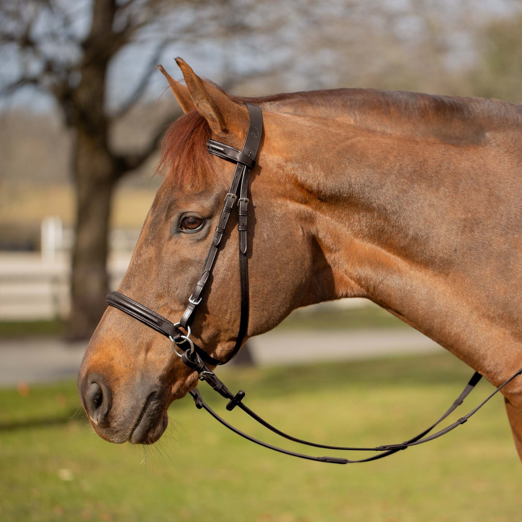 Equinavia Saga Bitless Horse Bridle, Chocolate Brown, Warmblood