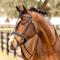 Show in main carousel: Equinavia Saga Dressage Crank Noseband Horse Bridle & Reins, Black, Warmblood slide 6 of 9