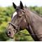 Show in main carousel: Equinavia Saga Fancy Stitched Hunter Horse Bridle & Reins, Chocolate Brown, Cob slide 4 of 9