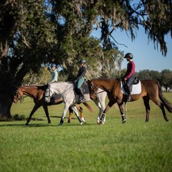 Equinavia Valkyrie Equalizer Dressage Girth, Black, 22-in slide 2 of 5