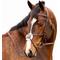 Show in main carousel: Equinavia Valkyrie Fancy Stitched Figure 8 Horse Bridle & Reins, Chocolate Brown, Horse slide 2 of 9