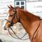 Show in main carousel: Equinavia Valkyrie Pony Fancy Stitched Horse Bridle, Chocolate Brown, Pony slide 5 of 9