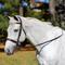 Show in main carousel: Equinavia Valkyrie Wide Noseband Hunter Horse Bridle with Reins, Chocolate Brown, Horse slide 1 of 9