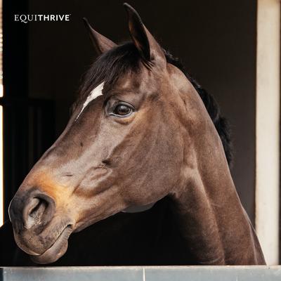 Show full view: Equithrive Original Joint Powder Molasses Flavor Horse Supplement, 2-lb tub slide 6 of 6