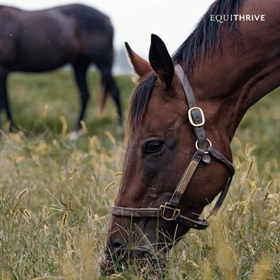 Show full view: Equithrive Vitamin E Pellets Horse Supplement, 10-lb tub slide 5 of 6