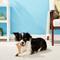 Show in main carousel: Ethical Pet Bam-bones Wishbone Chicken Tough Dog Chew Toy, Large slide 3 of 6