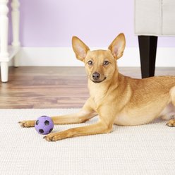 Ethical Pet Latex Soccer Ball Squeaky Dog Chew Toy, Color Varies, 2-in slide 2 of 4