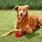 Show in main carousel: Ethical Pet Play Strong Rubber Ball Tough Dog Chew Toy, 3.25-in slide 2 of 7