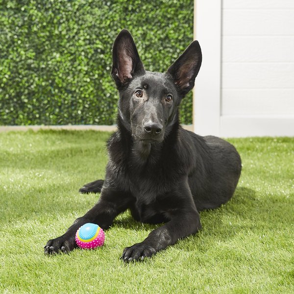 Spot Ethical Sensory Rubber Scented Ball Dog Toy – Durable, Engaging, New