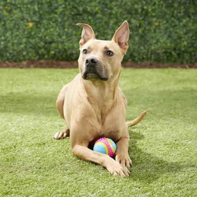 Ethical Pet Sensory Ball Tough Dog Chew Toy, Color Varies