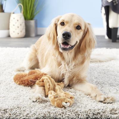 Show full view: Ethical Pet Skinneeez Forest Series Squirrel Stuffing-Free Squeaky Plush Dog Toy, 23-in slide 4 of 6