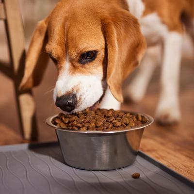 Show full view: Ethical Pet Stainless Steel Mirror Finish Dog Bowl, 1-qt slide 4 of 6