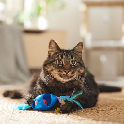 Show full view: Ethical Pet Tie Dye Jingle Roller Cat Toy, Color Varies, 8-in slide 3 of 4