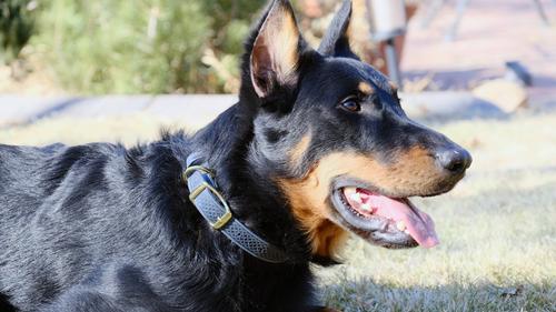 Show full view: Euro-Dog Celtic Gold Style Leather Dog Collar, Blue Jeans, Medium slide 3 of 7