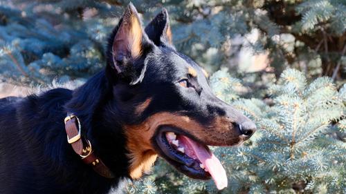 Show full view: Euro-Dog Celtic Gold Style Leather Dog Collar, Chocolate, Large slide 3 of 7