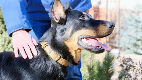 Show full view: Euro-Dog Celtic Gold Style Leather Dog Collar, Earth Brown, Large slide 3 of 7