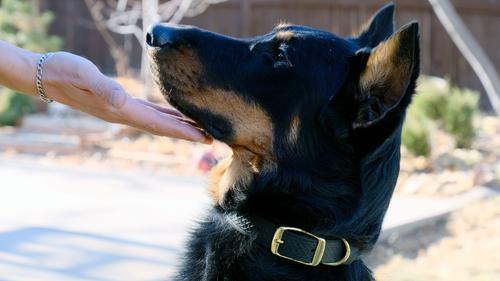 Show full view: Euro-Dog Celtic Gold Style Leather Dog Collar, Midnight Black, Large slide 4 of 8