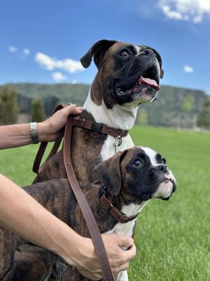 Show full view: Euro-Dog Celtic Sport Leather Dog Leash, Large: 6-ft long, 3/4-in wide, Chocolate slide 2 of 3