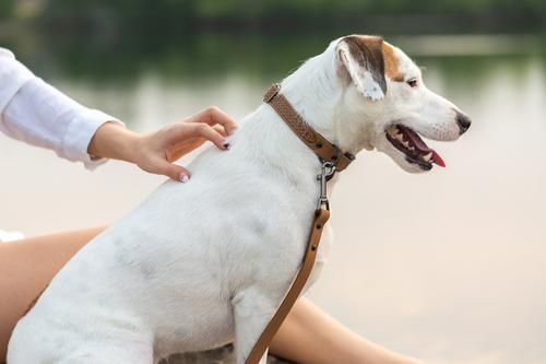 Show full view: Euro-Dog Celtic Sport Style Luxury Leather Dog Collar, Bark Brown, Small slide 4 of 7