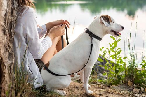 Show full view: Euro-Dog Celtic Sport Style Luxury Leather Dog Collar, Black, Small slide 4 of 7