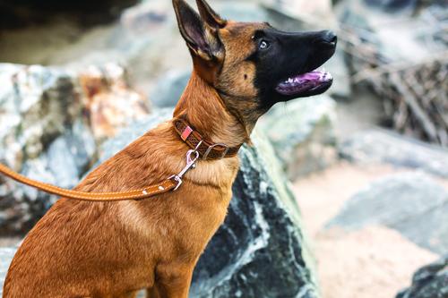 Show full view: Euro-Dog Celtic Style Luxury Leather Dog Collar, Bark Brown, X-Small slide 4 of 8