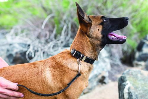 Show full view: Euro-Dog Celtic Style Luxury Leather Dog Collar, Black, X-Large slide 5 of 9