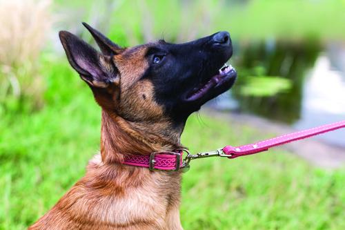 Show full view: Euro-Dog Celtic Style Luxury Leather Dog Collar, Coral, Small slide 4 of 8