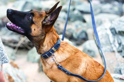 Show full view: Euro-Dog Celtic Style Luxury Leather Dog Collar, Navy, Large slide 4 of 8