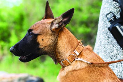 Show full view: Euro-Dog Celtic Style Luxury Leather Dog Collar, Tan, X-Large slide 4 of 8