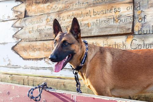 Show full view: Euro-Dog Climbing Rope Dog Collar, Mountain Argyle, Small slide 3 of 11