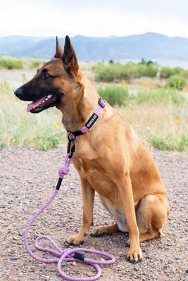 Show full view: Euro-Dog Climbing Rope Dog Collar, Mountain Blush, Medium slide 3 of 11