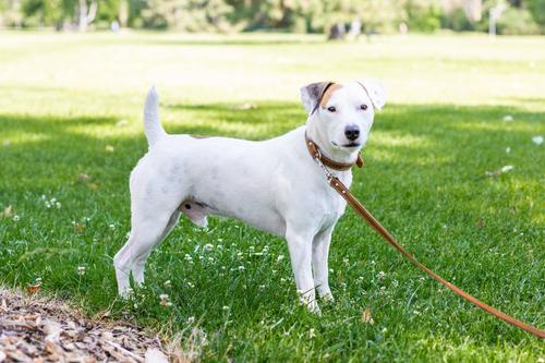 Show full view: Euro-Dog Leather Dog Leash, Bark Brown, 6-ft long, 3/4-in wide slide 3 of 5