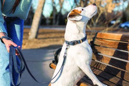 Show full view: Euro-Dog Leather Dog Leash, Navy, 6-ft long, 3/4-in wide slide 3 of 5