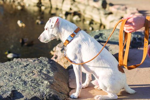 Show full view: Euro-Dog Leather Dog Leash, Tan, 6-ft long, 5/8-in wide slide 3 of 5
