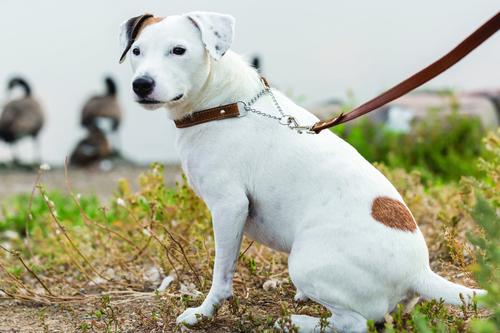 Show full view: Euro-Dog Luxury Leather Martingale Dog Collar, Bark Brown, Large slide 4 of 8