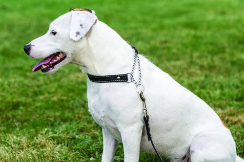 Show full view: Euro-Dog Luxury Leather Martingale Dog Collar, Black, X-Large slide 4 of 8